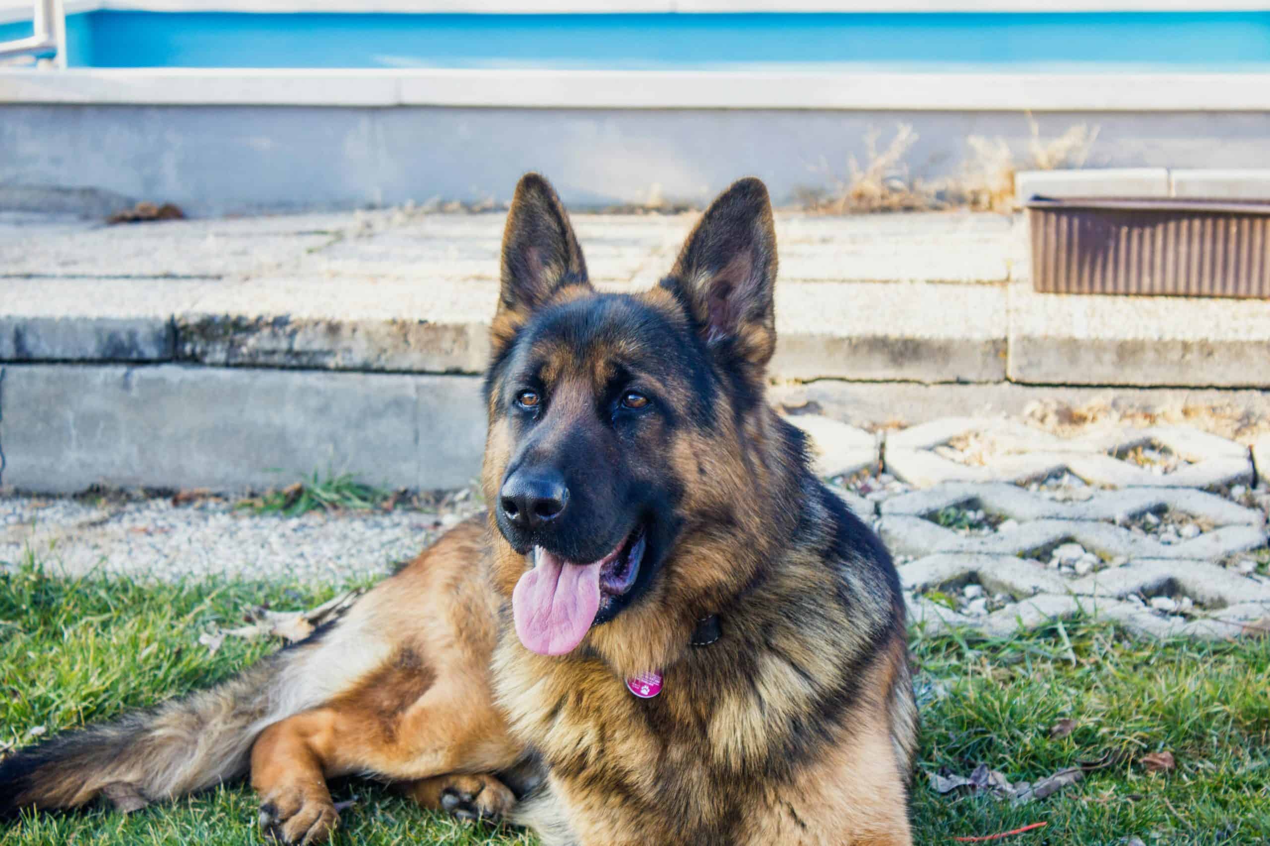 Dog Poop Compost: Why You Should Never Do It